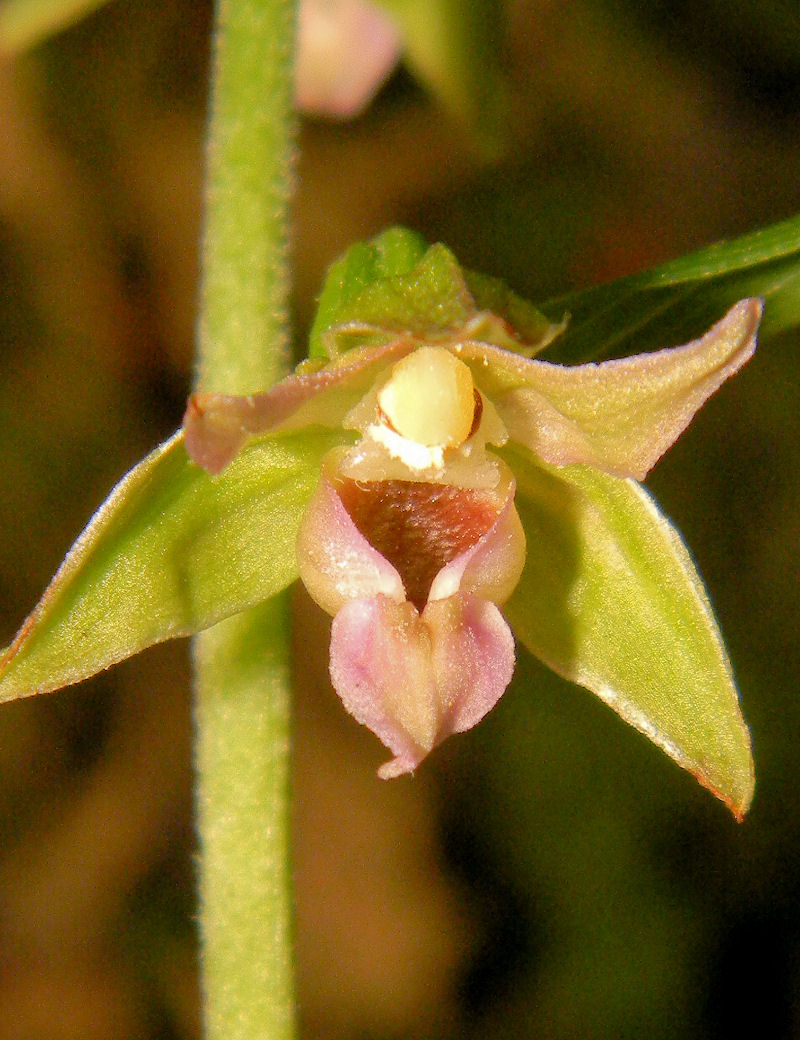Epipactis leptochila subsp. umbrae 